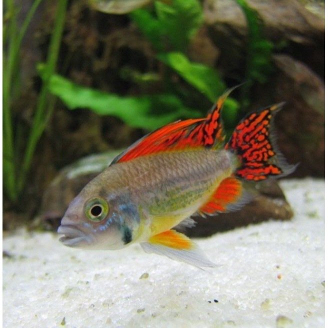 Apistogramma Cacatuoides Red Red