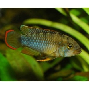 Apistogramma Nijsseni