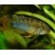 Apistogramma Nijsseni