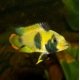Apistogramma Nijsseni