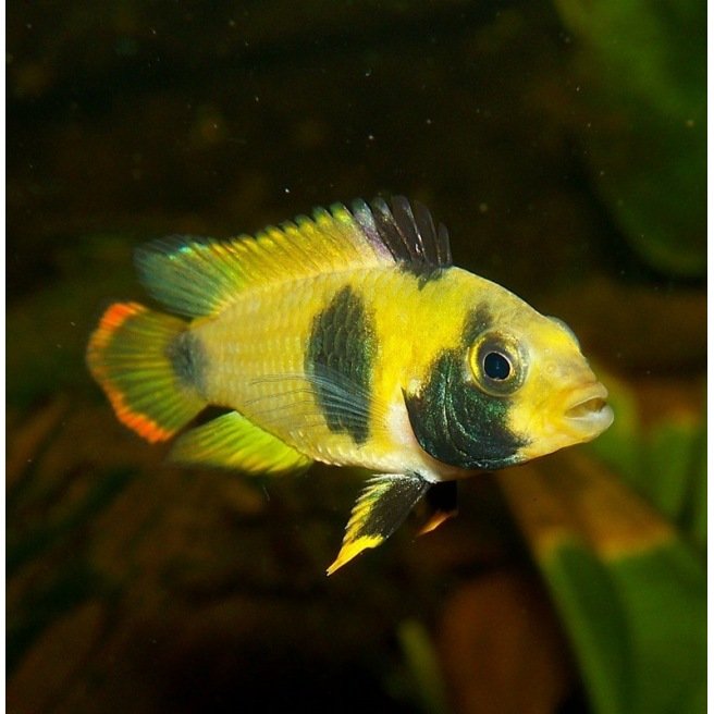 Apistogramma Nijsseni