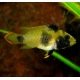 Apistogramma Nijsseni