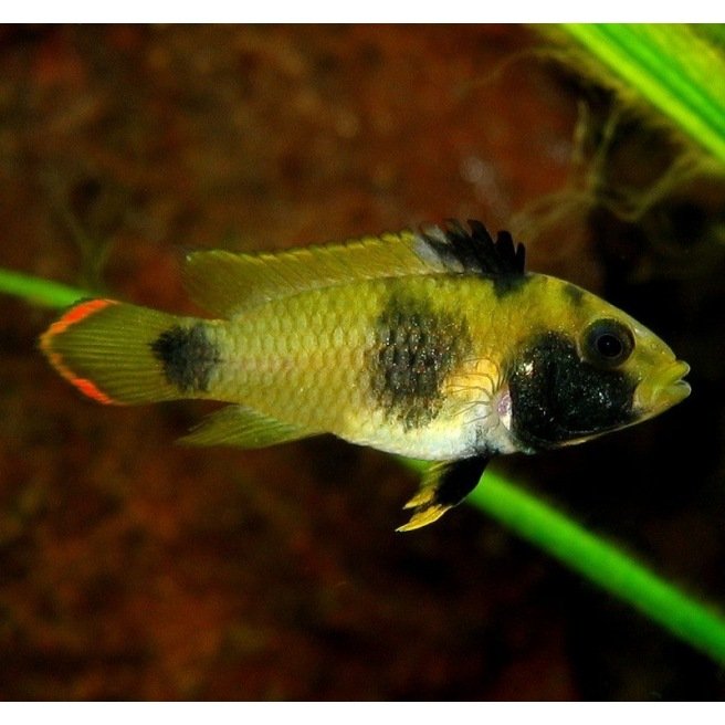 Apistogramma Nijsseni