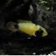 Apistogramma Nijsseni
