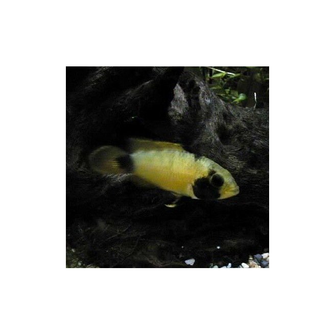 Apistogramma Nijsseni