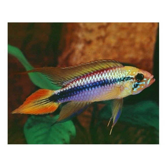 Apistogramma Agassizi Red Red