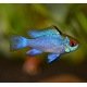 Mikrogeophagus Ramirezi Electric Blue