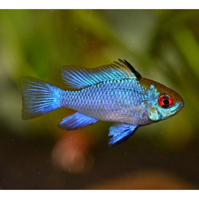 Mikrogeophagus Ramirezi Electric Blue