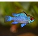 Mikrogeophagus Ramirezi Electric Blue