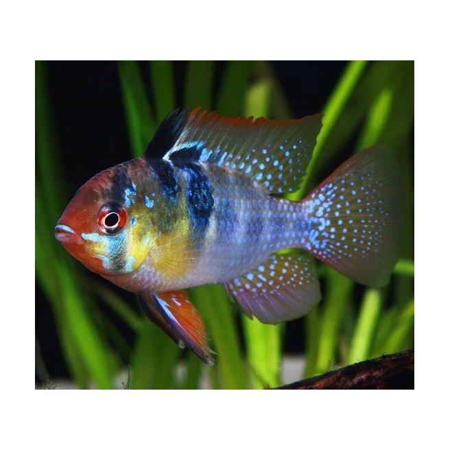 Mikrogeophagus Ramirezi