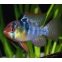Mikrogeophagus Ramirezi