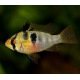Mikrogeophagus Ramirezi