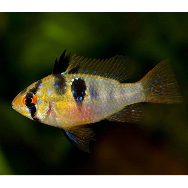 Mikrogeophagus Ramirezi
