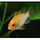 Mikrogeophagus Ramirezi Gold