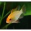 Mikrogeophagus Ramirezi Gold