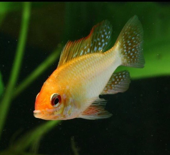 Mikrogeophagus Ramirezi Gold