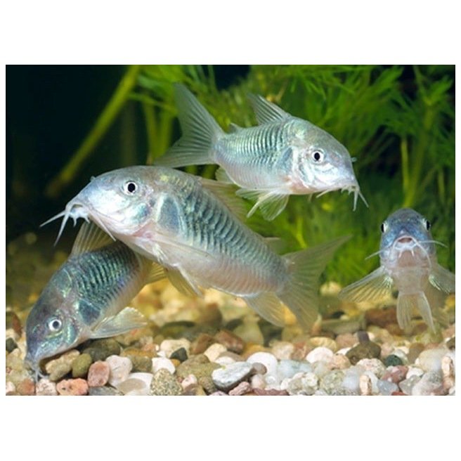 Corydoras Aeneus