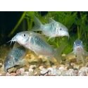 Corydoras Aeneus