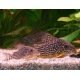 Corydoras Sterbai