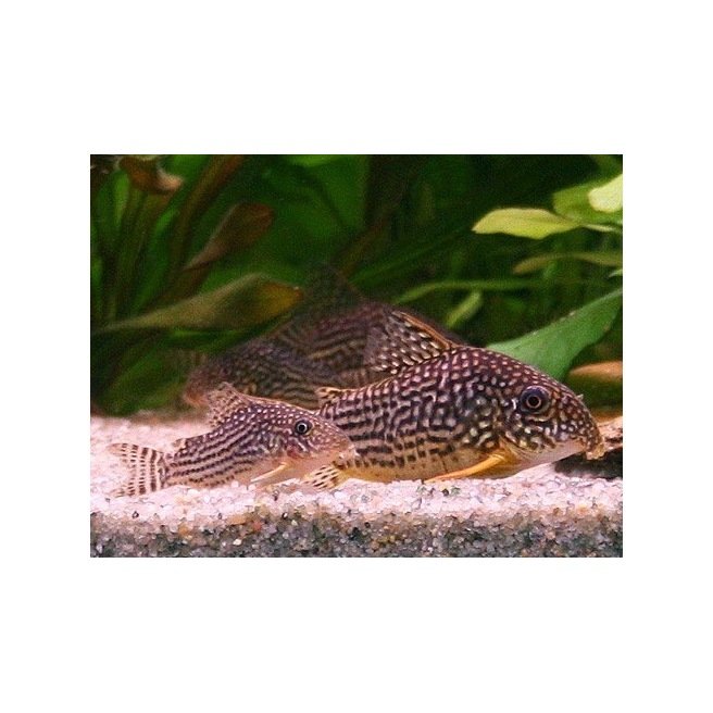 Corydoras Sterbai