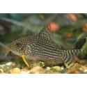 Corydoras Sterbai