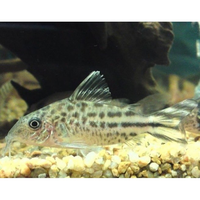 Corydoras Robinae