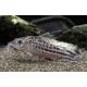 Corydoras Robinae