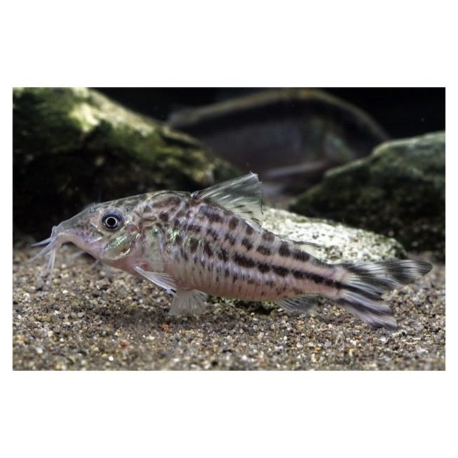 Corydoras Robinae