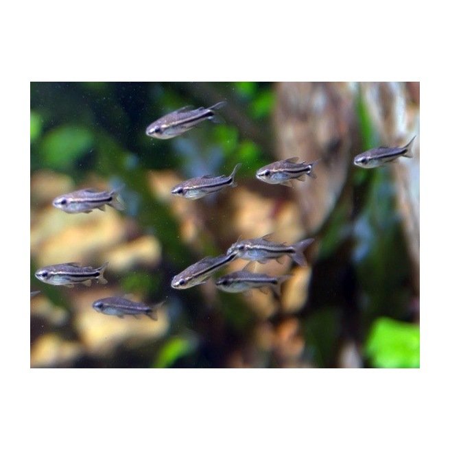 Corydoras Pygmaeus