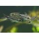 Corydoras Pygmaeus