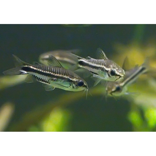 Corydoras Pygmaeus