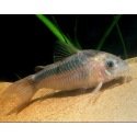 Corydoras Rabauti