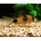 Corydoras Weitzmani