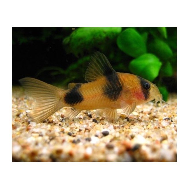 Corydoras Weitzmani