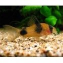 Corydoras Weitzmani