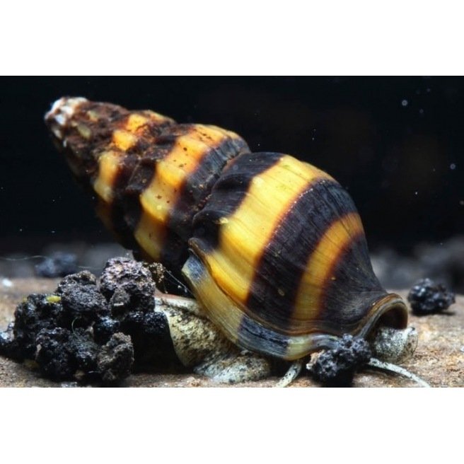 Anentome Helena