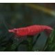 Neocaridina Red Fire