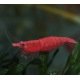 Caridina Red Fire