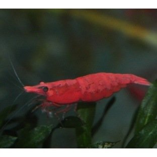 Neocaridina Red Fire