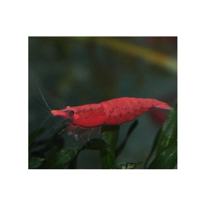 Neocaridina Red Fire