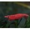 Neocaridina Red Fire