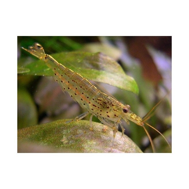 Caridina Japonica