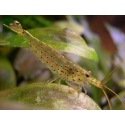 Caridina Japonica