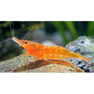Neocaridina Orange