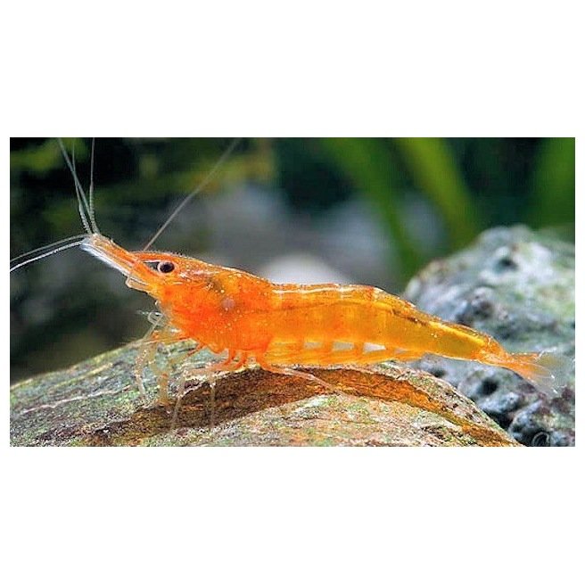 Neocaridina Orange