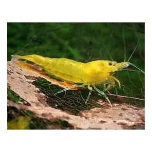 Neocaridina Sp Yellow