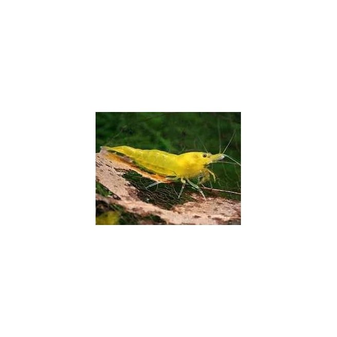 Neocaridina Sp Yellow