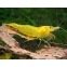 Neocaridina Sp Yellow
