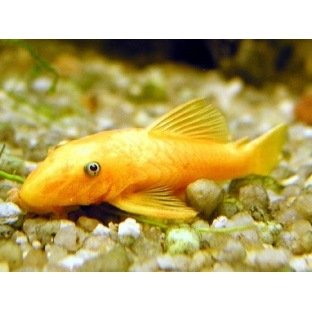 L144 Ancistrus Sp L144 Ancistrus Sp