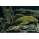 L200 Hemiancistrus Subviridis